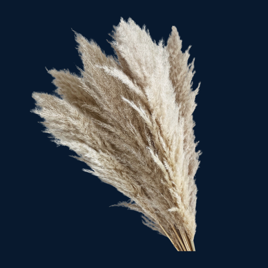 Pampas grass dry
