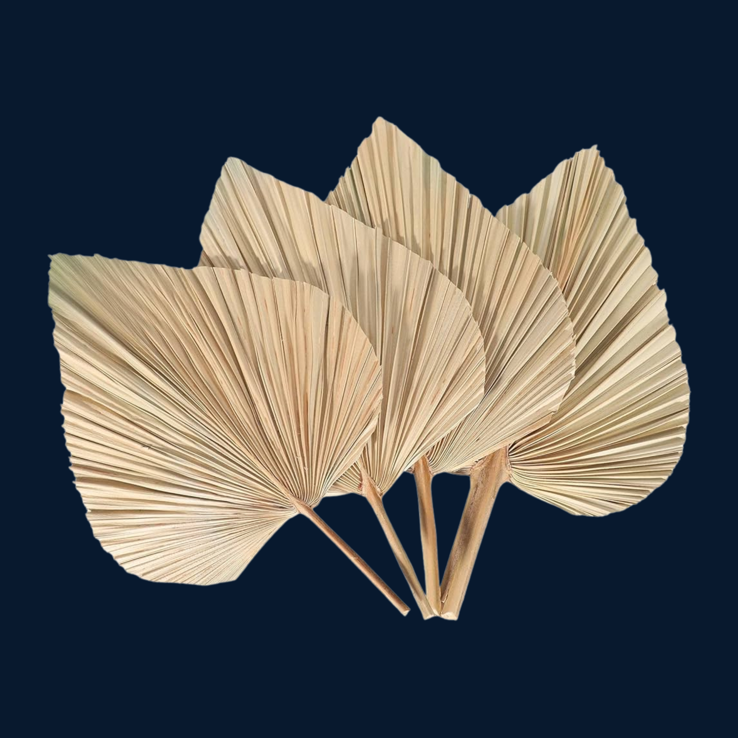 Dry Palm Leaves